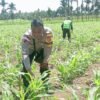 Sinergi Bhabinkamtibmas, PPL dan Petani, Ciptakan Ketahanan Pangan di Kampung Yeeti