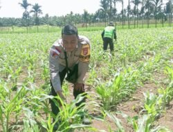 Sinergi Bhabinkamtibmas, PPL dan Petani, Ciptakan Ketahanan Pangan di Kampung Yeeti