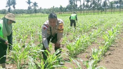 Sinergi Bhabinkamtibmas, PPL dan Petani, Ciptakan Ketahanan Pangan di Kampung Yeeti