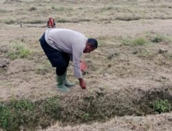 Wujudkan Ketahanan Pangan, Bhabinkamtibmas Kampung Sanggaria Tanam Jagung Bersama Petani Milenial