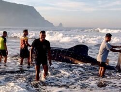 Satgasmar Pulau Nusa Barung Selamatkan Hiu Paus yang Terdampar di Pantai Pancer