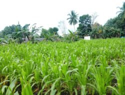Polsek Sota Laksanakan Monitoring Tanaman Jagung, Dukung Program Ketahanan Pangan