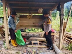 Dekat dengan Petani, Bhabinkamtibmas Kaimana Bantu Bibit Jagung Manis FI Paragon untuk Lahan 1 Hektar