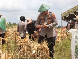 Polres Merauke Panen raya jagung serentak kuartal III Dalam rangka mendukung swasembada pangan tahun 2025