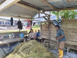 Kapolda Papua Barat Tinjau Lahan Jagung dan Bertemu Kelompok Tani di SP 5