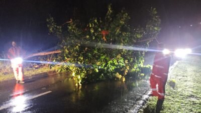 Tanggap Cepat Samapta Polda Papua Atasi Pohon Tumbang di Belakang RS Bhayangkara