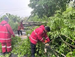 Tim SAR Ditsamapta Polda Papua Tangani Pohon Tumbang di Tanjakan Pospol Lantas Vihara Skeylen