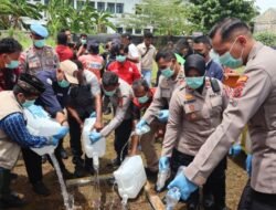Polres Merauke Musnahkan Ribuan Liter Miras Ilegal dan Miras Lokal Jenis Sopi Hasil Kegiatan Rutin yang Ditingkatkan