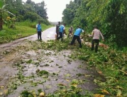 Polsek Bonggo dan Warga Gotong Royong Bersihkan Pohon Tumbang di Jalan Trans Jayapura-Sarmi