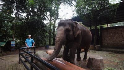 Pakan Satwa Dipantau Ketat, Kondisi Satwa Bandung Zoo Relatif Sehat