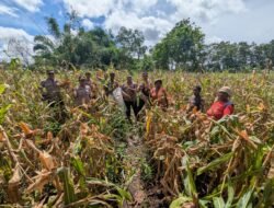 Polsek Sota Gelar Panen Raya Jagung Program Ketahanan Pangan di Kampung Sota