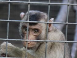 Aniaya Satwa Dilindungi, Dua Warga di Malaka Diamankan Oleh Polres Malaka