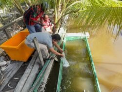 Bantu Dongkrak Ekonomi, Polres Asmat Salurkan Ribuan Bibit Ikan Nila dan Lele