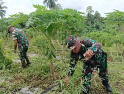 Tingkatkan Ketahanan Pangan, Personel Kodim 1310/Bitung Lakukan Perawatan Tanaman dan Ternak di Lokasi Kompi Produksi