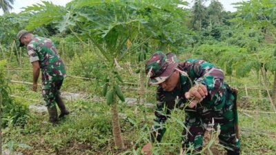 Tingkatkan Ketahanan Pangan, Personel Kodim 1310/Bitung Lakukan Perawatan Tanaman dan Ternak di Lokasi Kompi Produksi