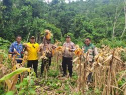 Dari Ladang Jagung, Polri Menjawab Instruksi Presiden: Fakfak Barat Panen untuk Ketahanan Pangan