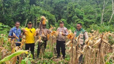 Dari Ladang Jagung, Polri Menjawab Instruksi Presiden: Fakfak Barat Panen untuk Ketahanan Pangan