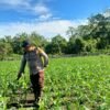 Polsek Nimbokrang Rawat Tanaman Jagung, Wujud Nyata Dukungan Ketahanan Pangan