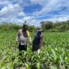 Polsek Nimbokrang Dampingi Petani Rawat Lahan Jagung, Perkuat Ketahanan Pangan di Kabupaten Jayapura