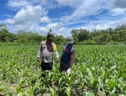 Polsek Nimbokrang Dampingi Petani Rawat Lahan Jagung, Perkuat Ketahanan Pangan di Kabupaten Jayapura