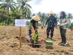 Dukung Program Hilirisasi Perkebunan, Dandim 1310/Bitung Ikut Tanam Kelapa