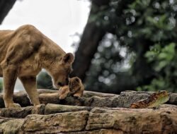 Ada Pengelola Baru, Pemkot Siapkan Tahapan Perizinan dan Transisi Operasional Bandung Zoo