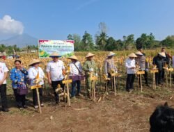 Bentuk Dukungan serta Upaya Perkuat Hanpangan dan Kesejahteraan Petani, Dandim 1310/Bitung Hadiri Panen Raya Jagung Kelompok Tani “Sehati” di Lahan 15 Hektare